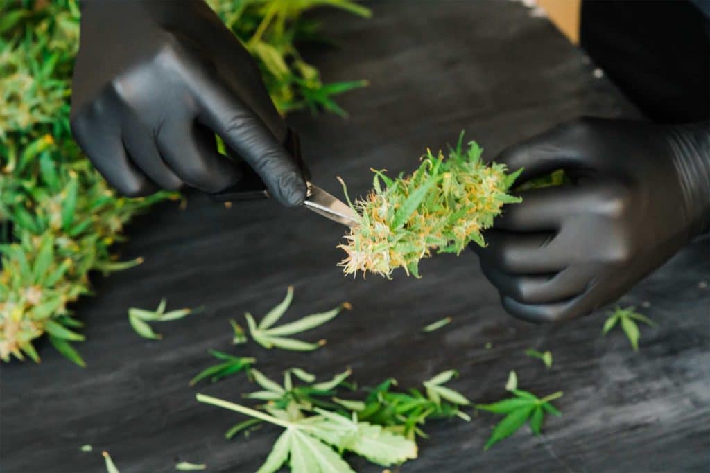 Hand trimming cannabis plant