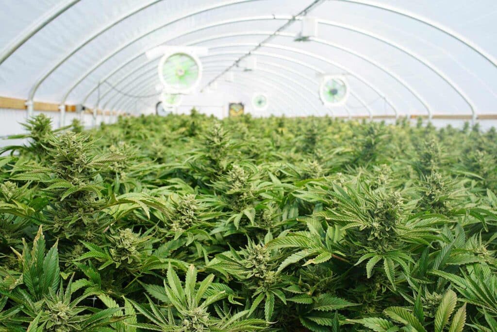 Cannabis Plants in indoor cultivation facility