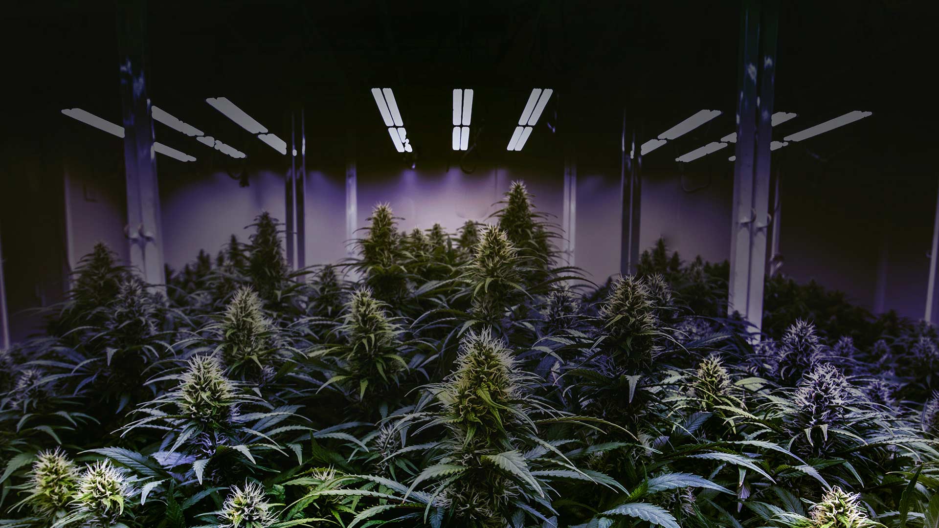 Cannabis Cultivation Facility with Purple Lighting