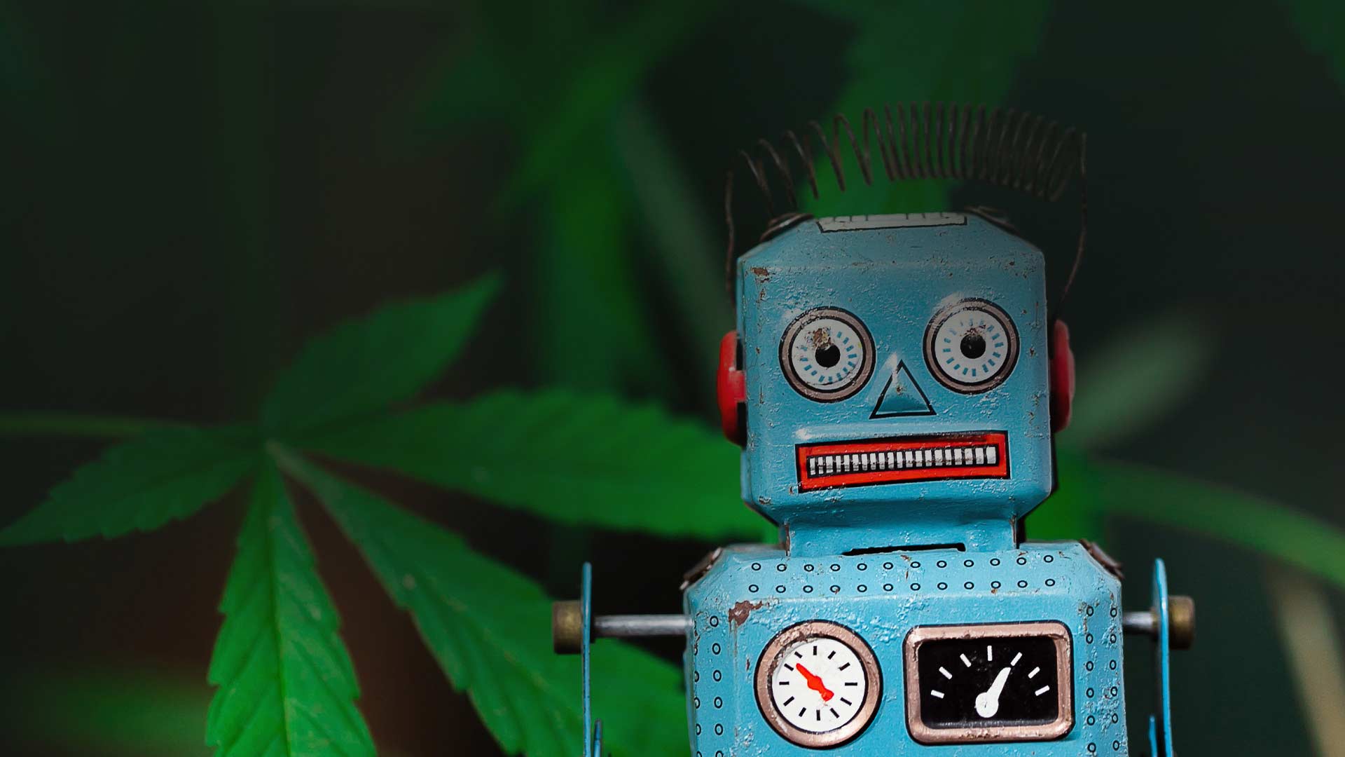 toy robot and cannabis plants
